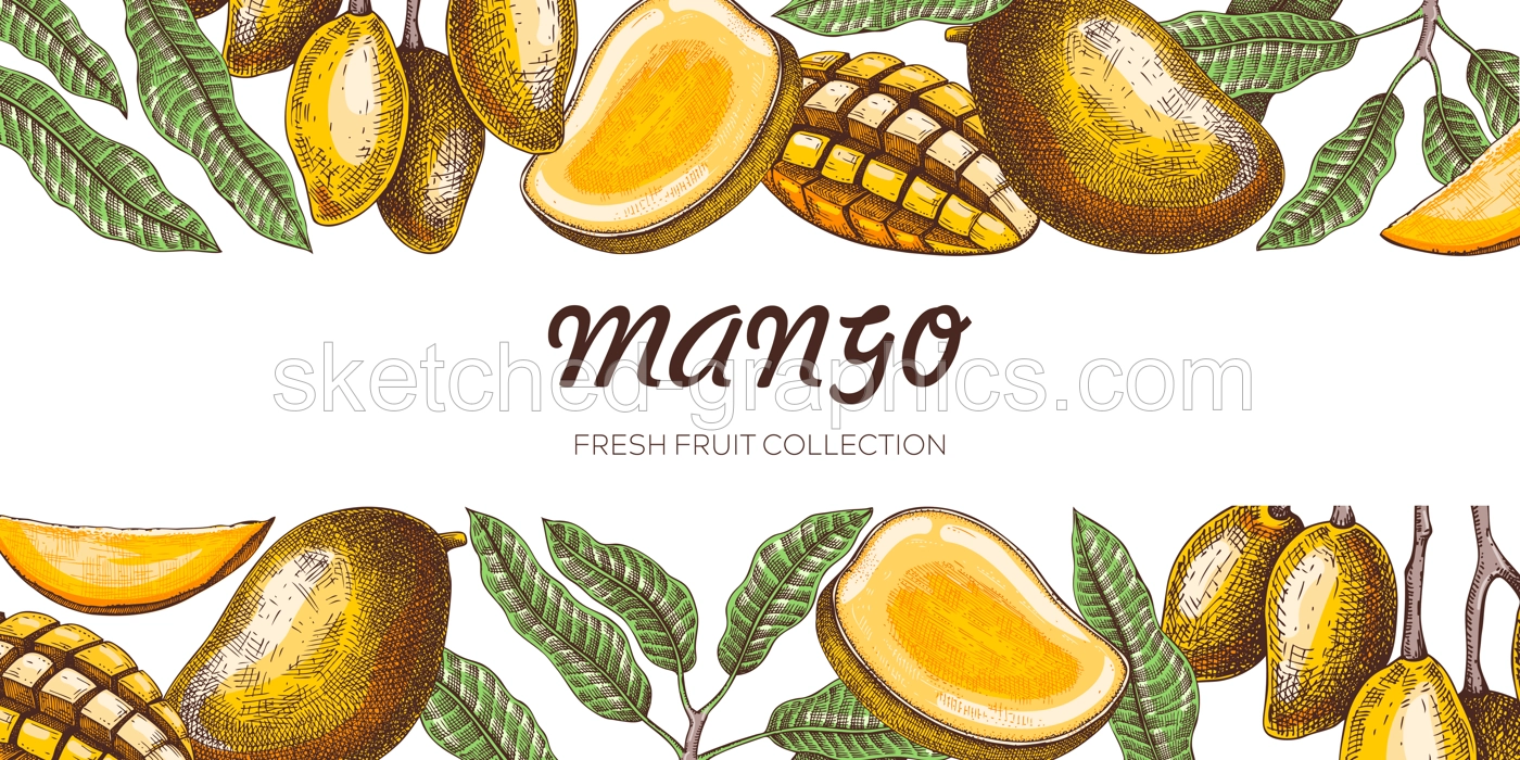 Summer background. Mango fruit sketch in color, hand-drawn vector illustration. Tropical fruit banner, juice packaging, print design. NOT AI generated Illustration
